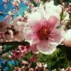 racheal_d0715